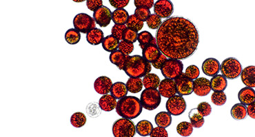 Astaxanthin