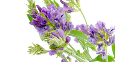Alfalfa Powder