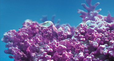 Aquamin