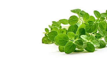 Oregano Leaf Extract
