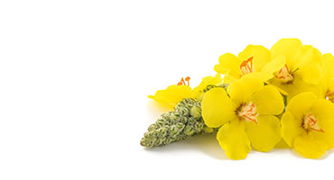 Great Mullein