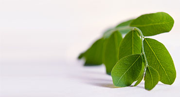 Moringa Powder