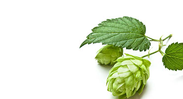 Hops Flower