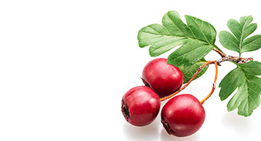 Hawthorn