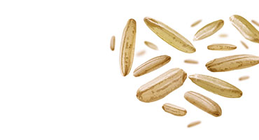 Rice Protein