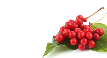 Schisandra